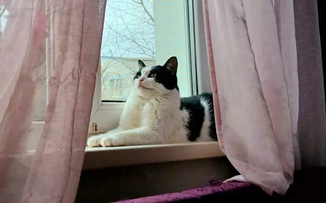Sima (Сіма), black and white male Mixed Breed for adoption at Happy Paw Kyiv