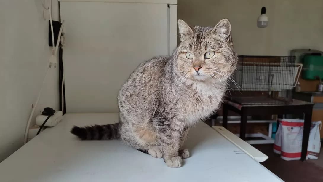 Motrya (Мотря), Mixed Breed (Happy Paw Kirovohrad)