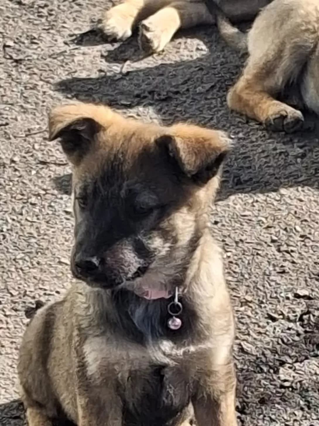 Mira (Міра), female puppy Mixed Breed for adoption at Happy Paw Kyiv Oblast