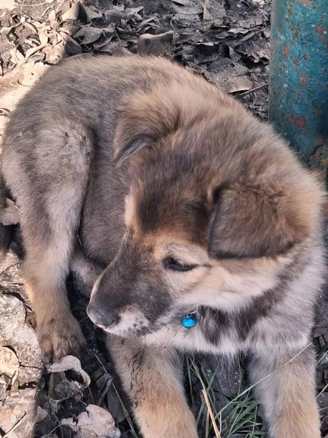 Kira (Кіра), female puppy Mixed Breed for adoption at Happy Paw Kyiv Oblast