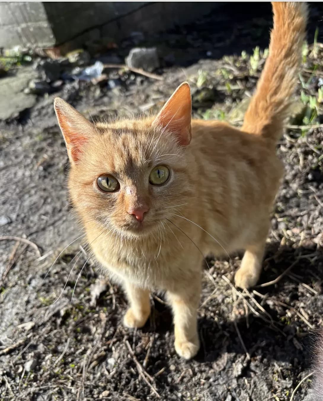Dunkan (Дункан), Mixed Breed (Happy Paw Dnipro)