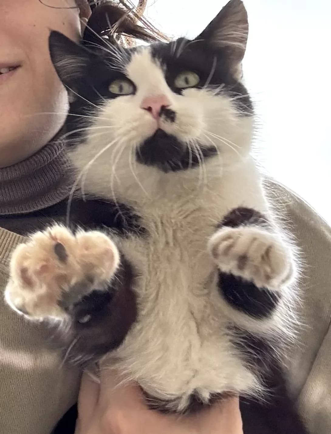 Chaplin (Чаплін), Mixed Breed (Happy Paw Dnipro)
