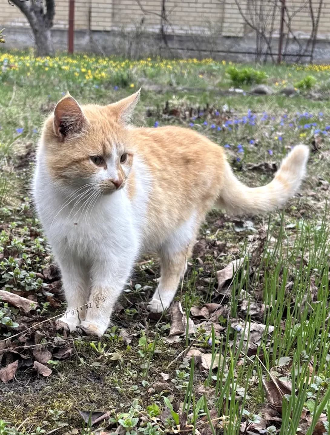 Doni (Доні), Mixed Breed (Happy Paw Dnipro)