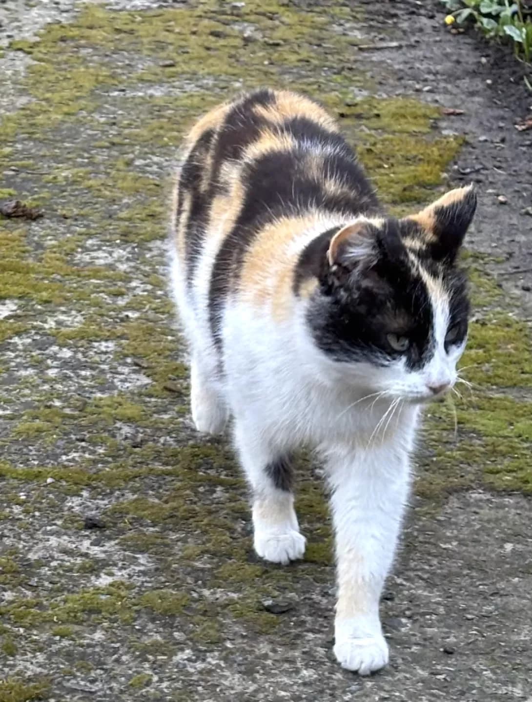 Mamasita (Мамасіта), Mixed Breed (Happy Paw Dnipro)