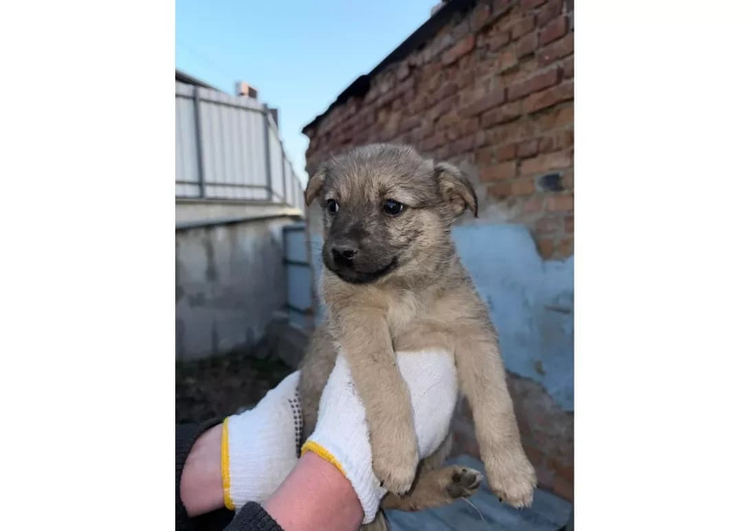 Tsutsenyata (Цуценята), male puppy Mixed Breed for adoption at Happy Paw Kyiv