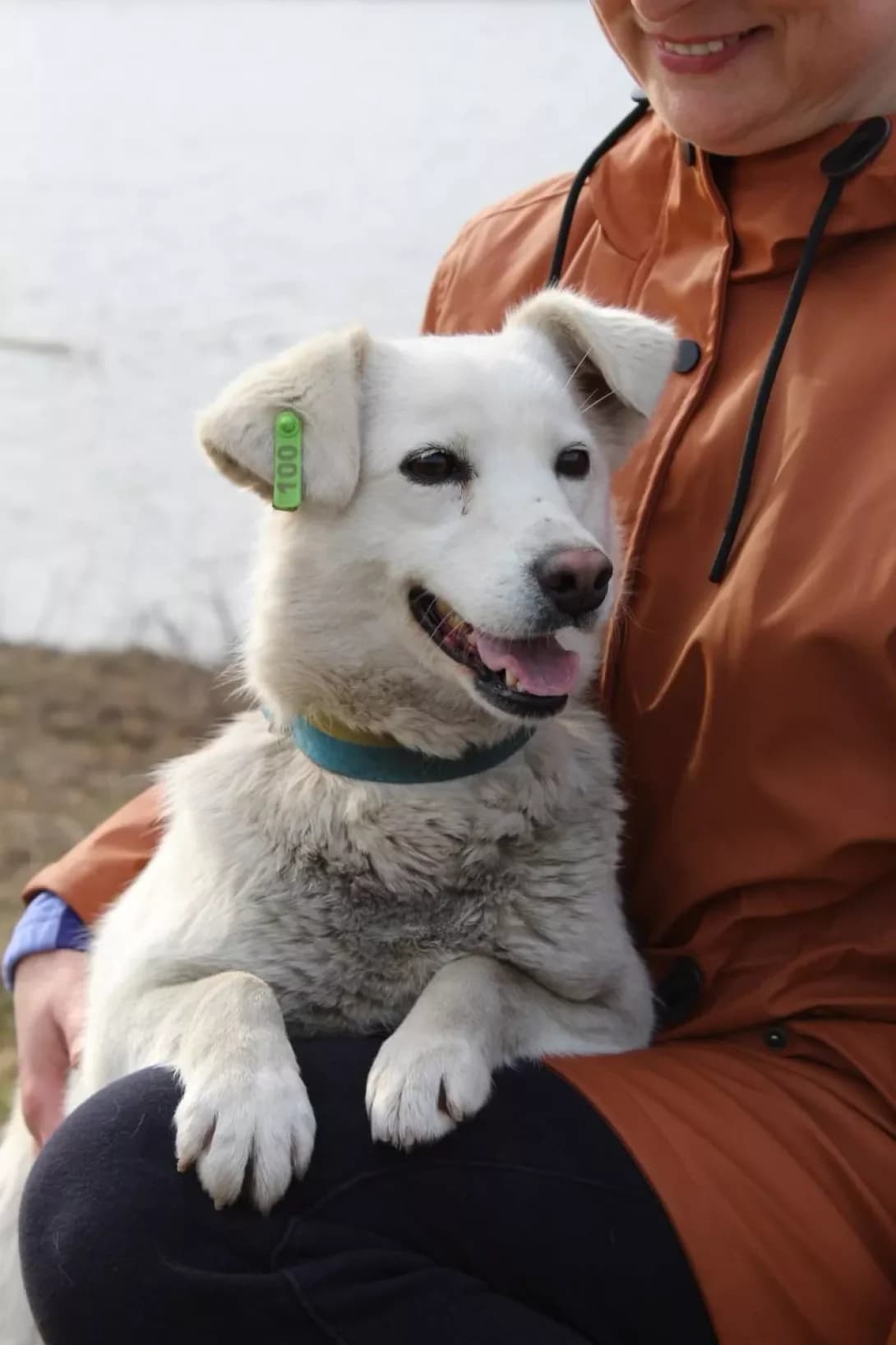 Milka (Мілка), Mixed Breed (Happy Paw Kirovohrad)