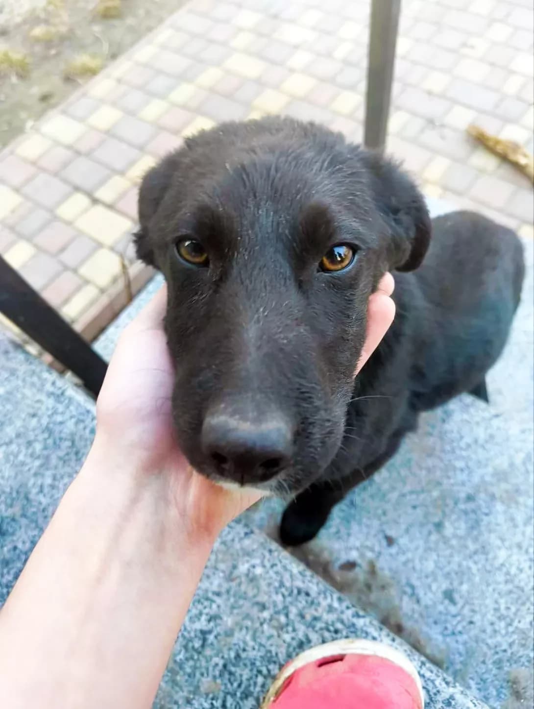 Soul (Соул), male puppy Labrador Retriever for adoption at Happy Paw Kyiv