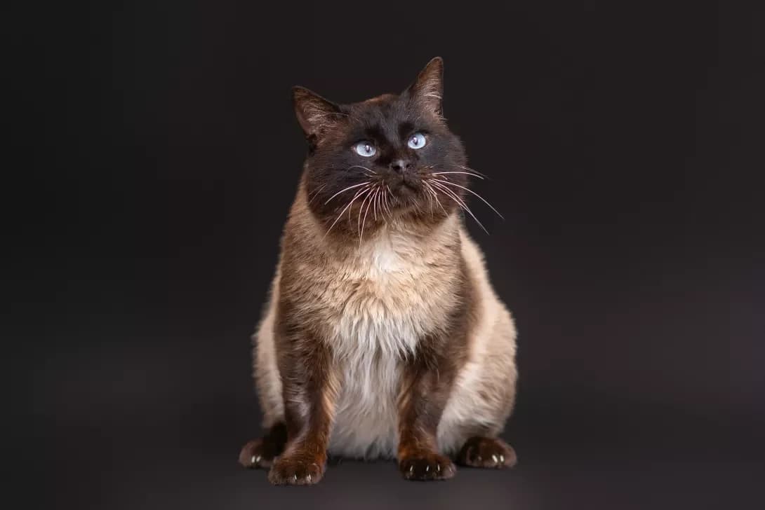 Ramzes (Рамзес), Mixed Breed (Happy Paw Kyiv Oblast)