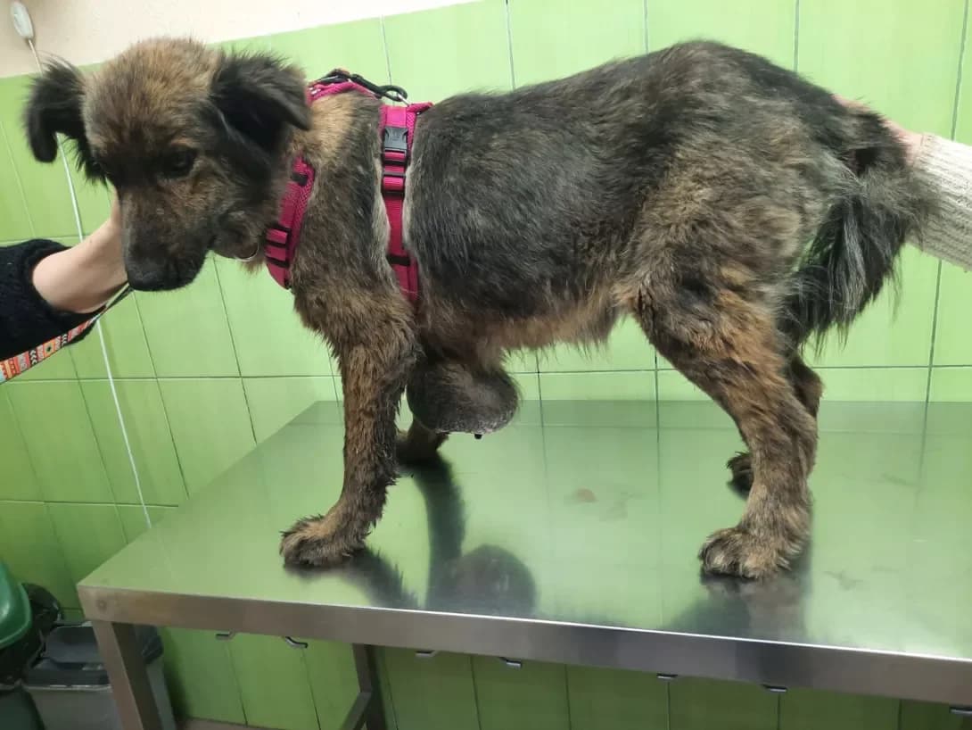 Gera (Гера), female 3yo Mixed Breed for adoption at Happy Paw Zaporizhzhia