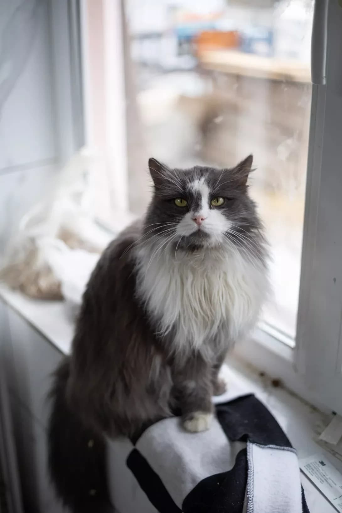Vintazh (Вінтаж), Mixed Breed (Happy Paw Kirovohrad)