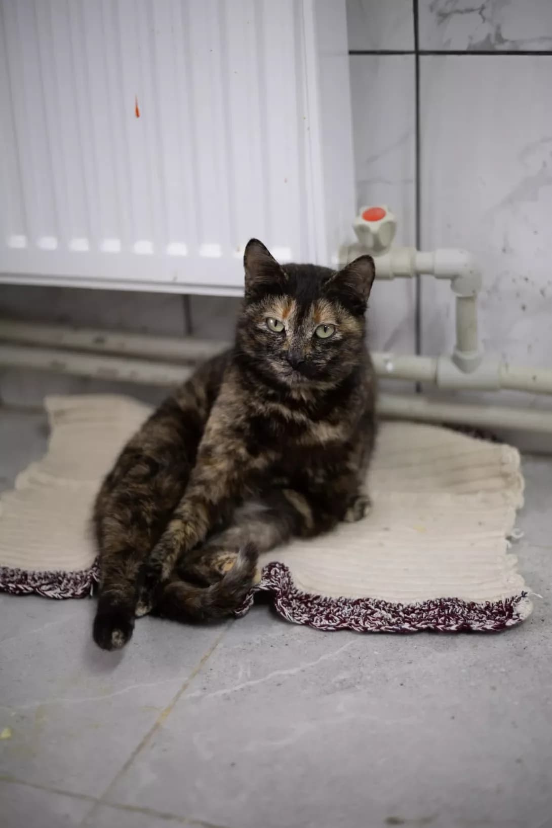 Morkvinka (Морквинка), Mixed Breed (Happy Paw Kirovohrad)