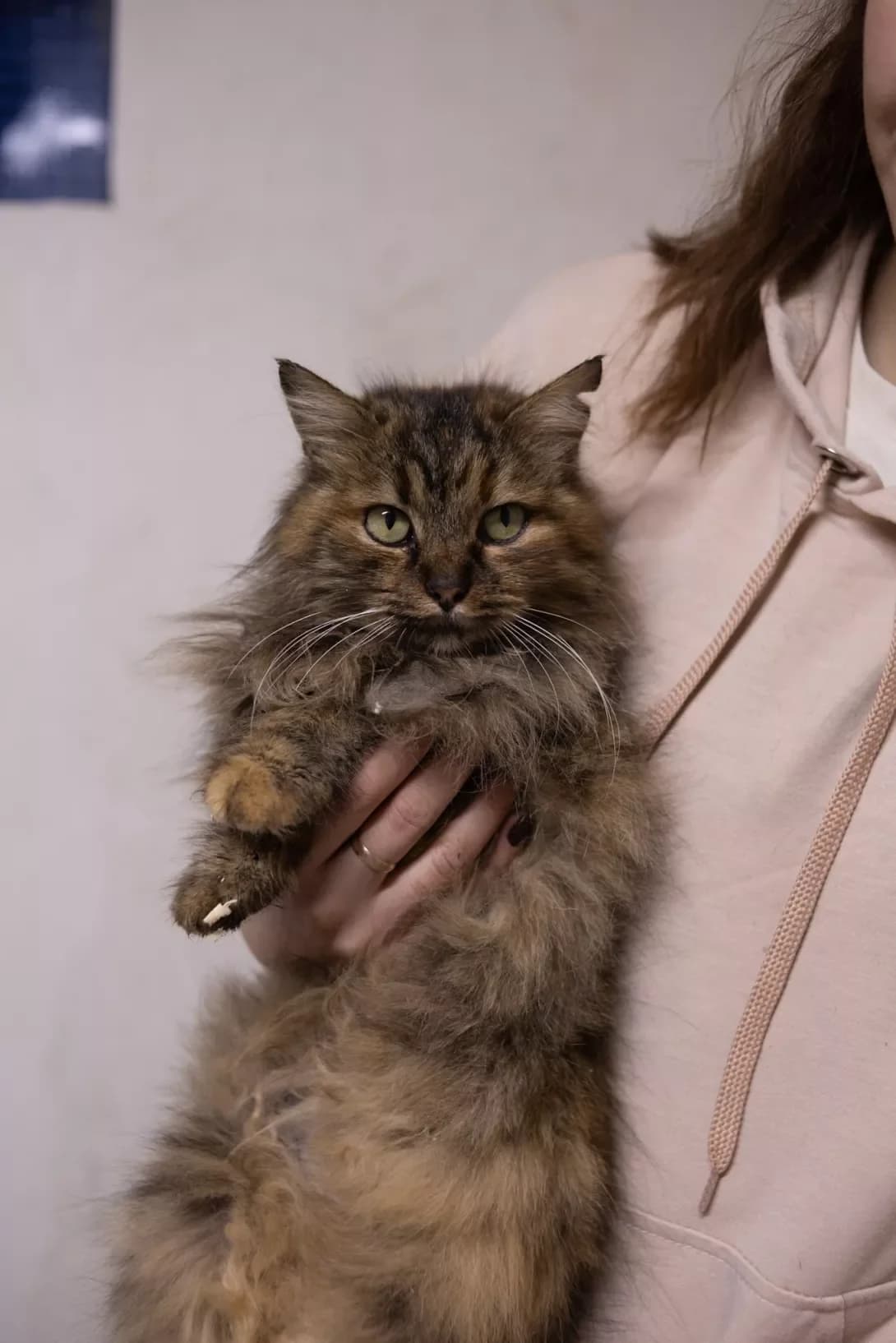 Ember (Ембер), Mixed Breed (Happy Paw Kirovohrad)