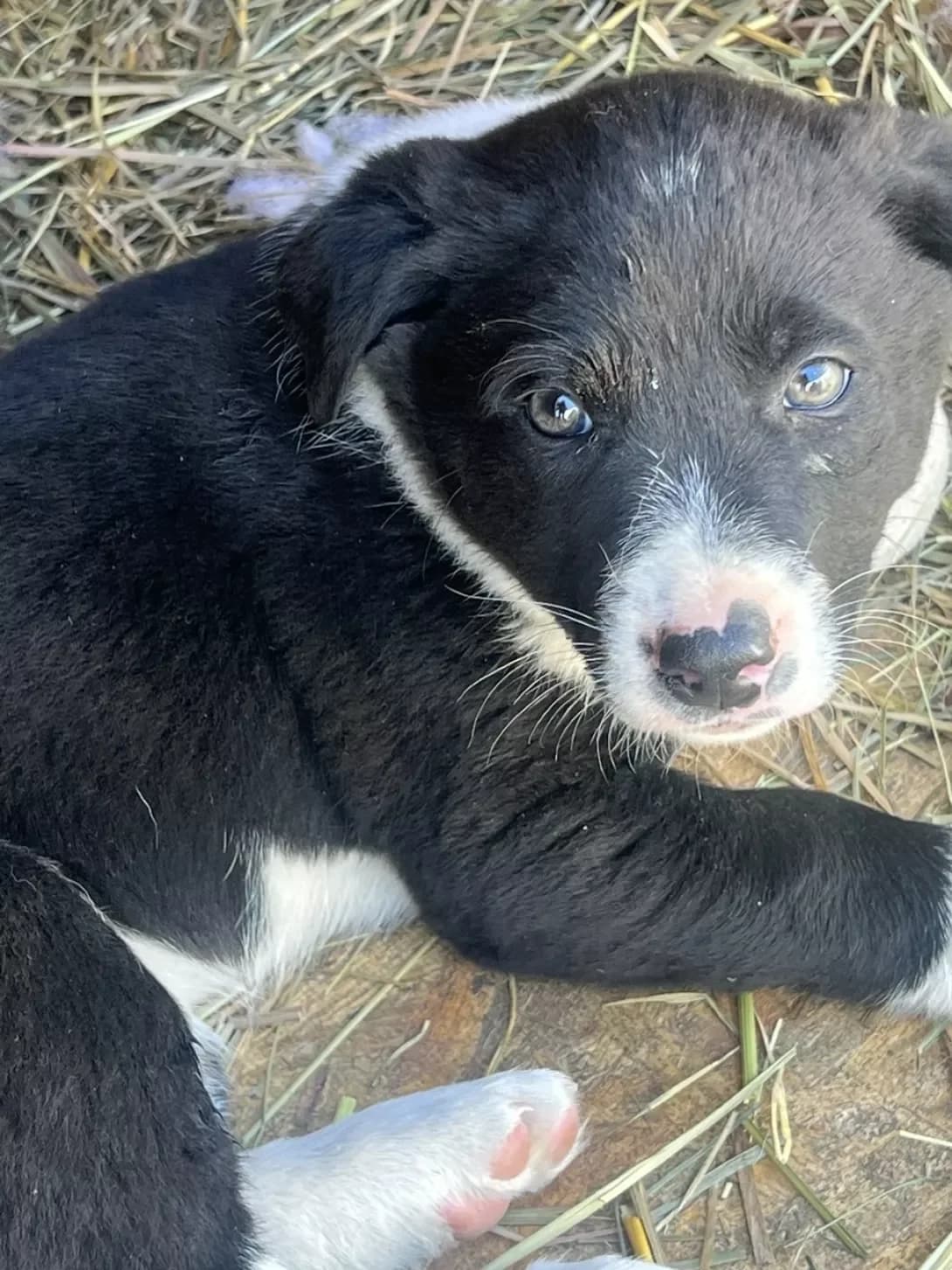 Archi (Арчі), male puppy Mixed Breed for adoption at Happy Paw Kyiv