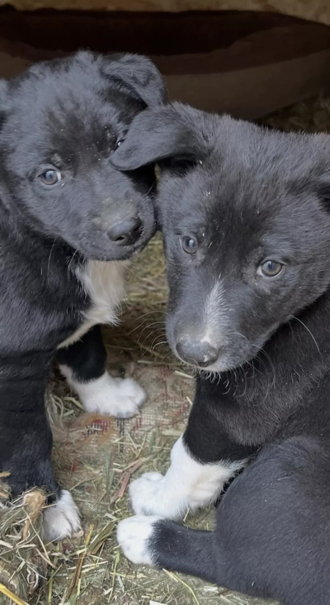 Tsutsenya (Цуценя), male puppy Mixed Breed for adoption at Happy Paw Kyiv