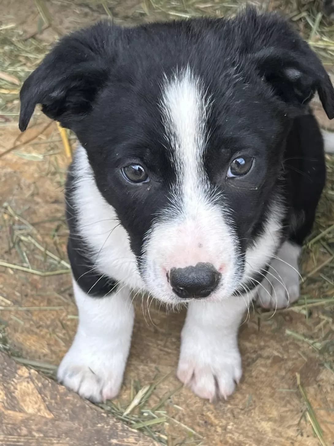 Masik (Масік), male puppy Mixed Breed for adoption at Happy Paw Kyiv