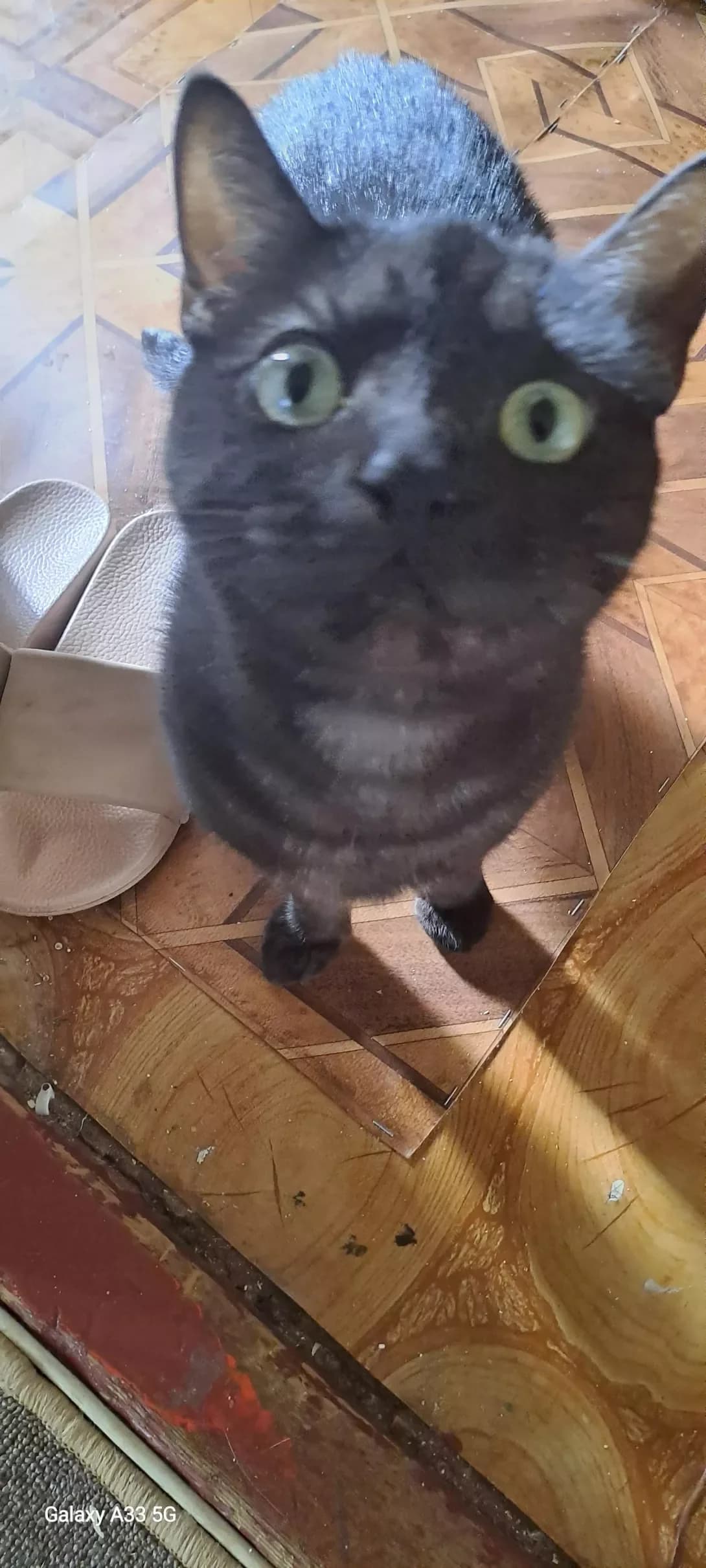 Tosik i Rizhik (Тосик и Рижик), male young Mixed Breed for adoption at Happy Paw Zakarpattia Oblast