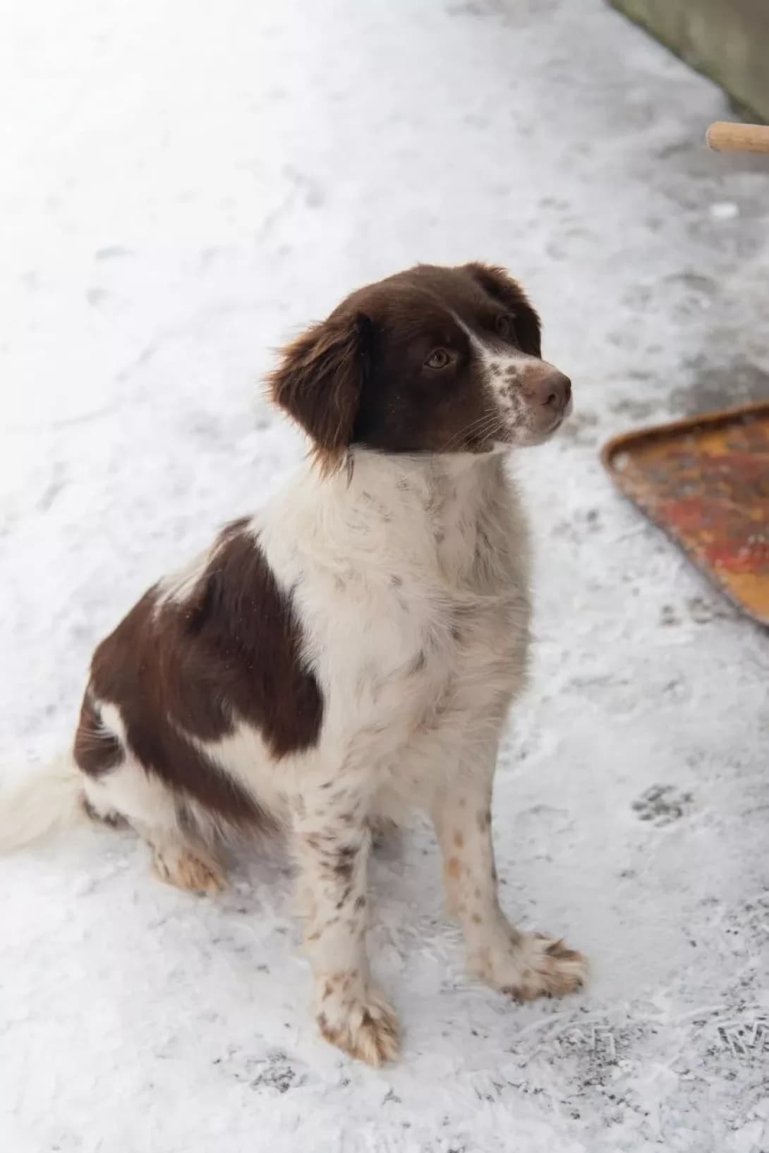 Alfa (Альфа), female young Mixed Breed for adoption at Happy Paw Rivne Oblast