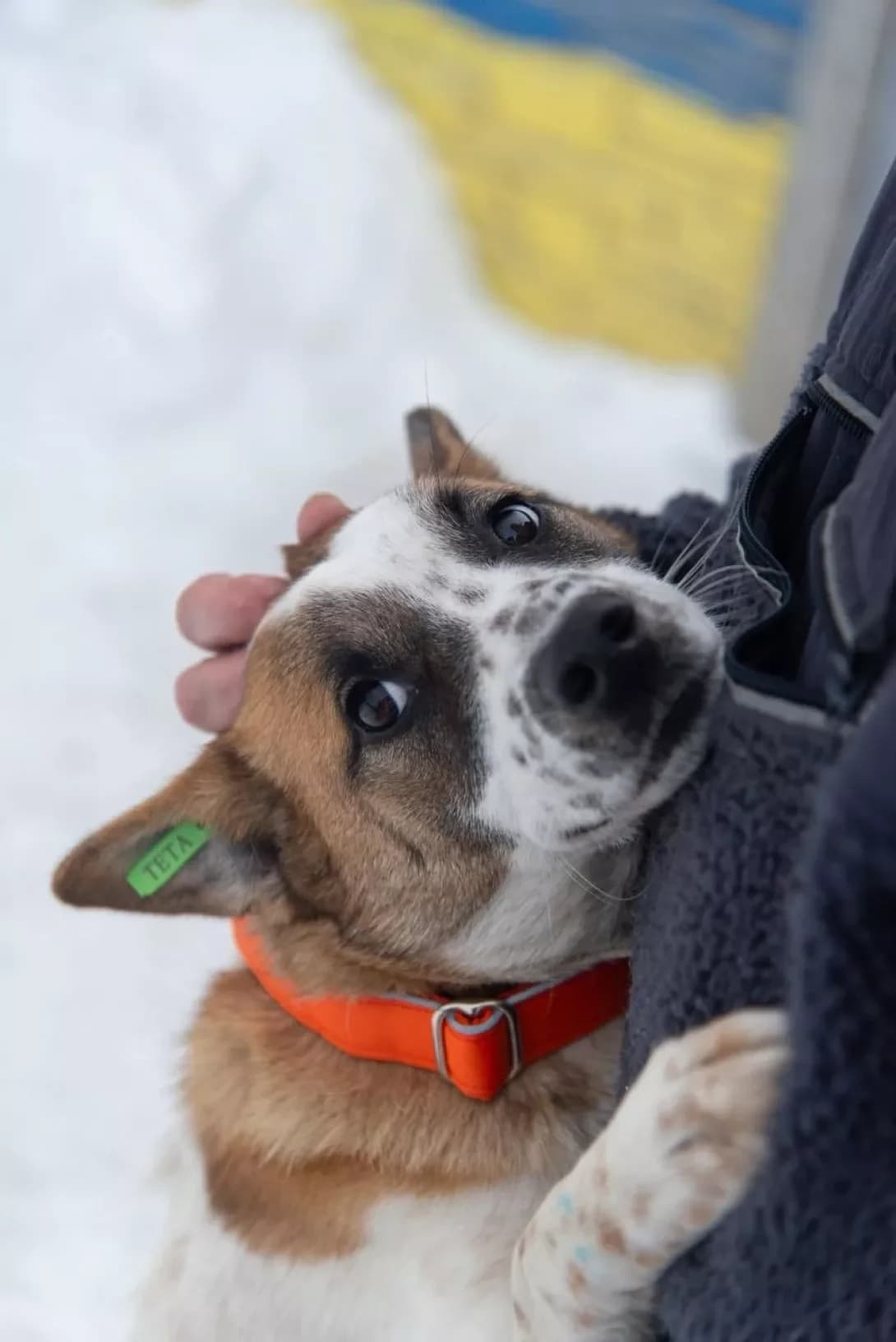 Lora (Лора), female puppy Mixed Breed for adoption at Happy Paw Rivne Oblast