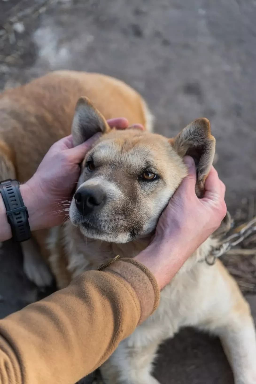 Leyla (Лейла), female young Mixed Breed for adoption at Happy Paw Rivne Oblast