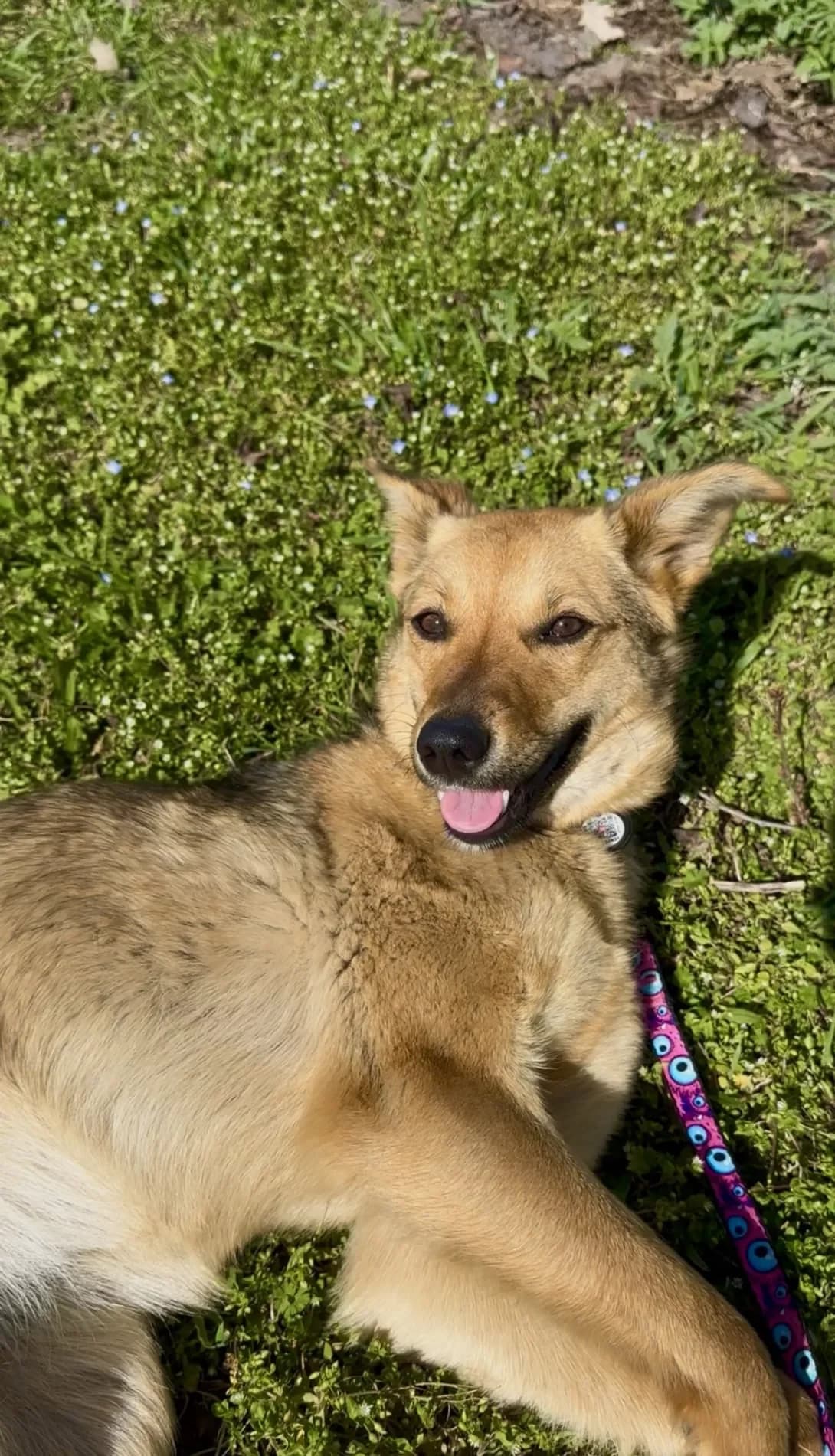 Mira (Міра), female young Mixed Breed for adoption at Happy Paw Kyiv