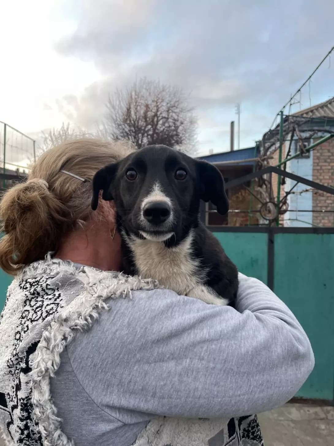 Bolik (Болік), male puppy Mixed Breed for adoption at Happy Paw Kirovohrad