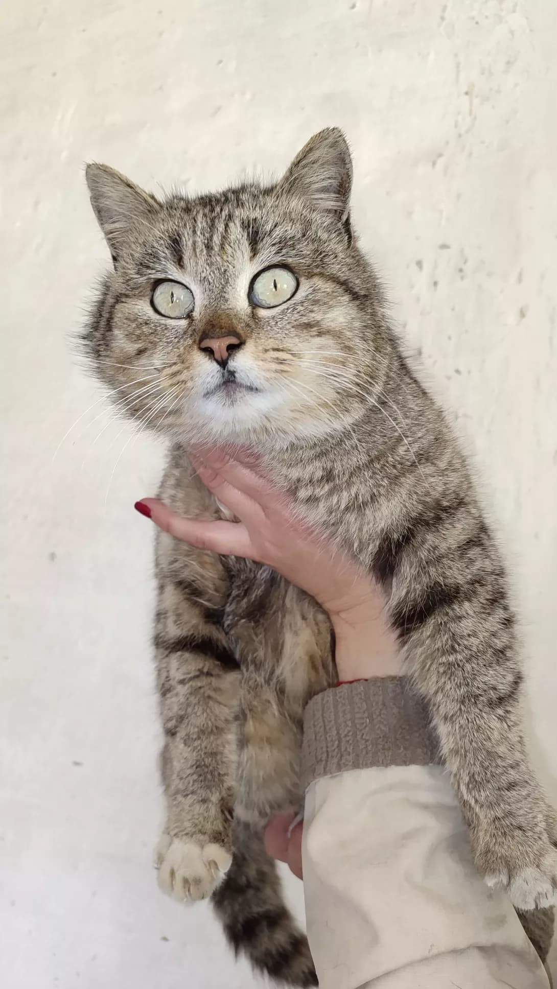 Sirik (Сірик), Mixed Breed (Happy Paw Kirovohrad)