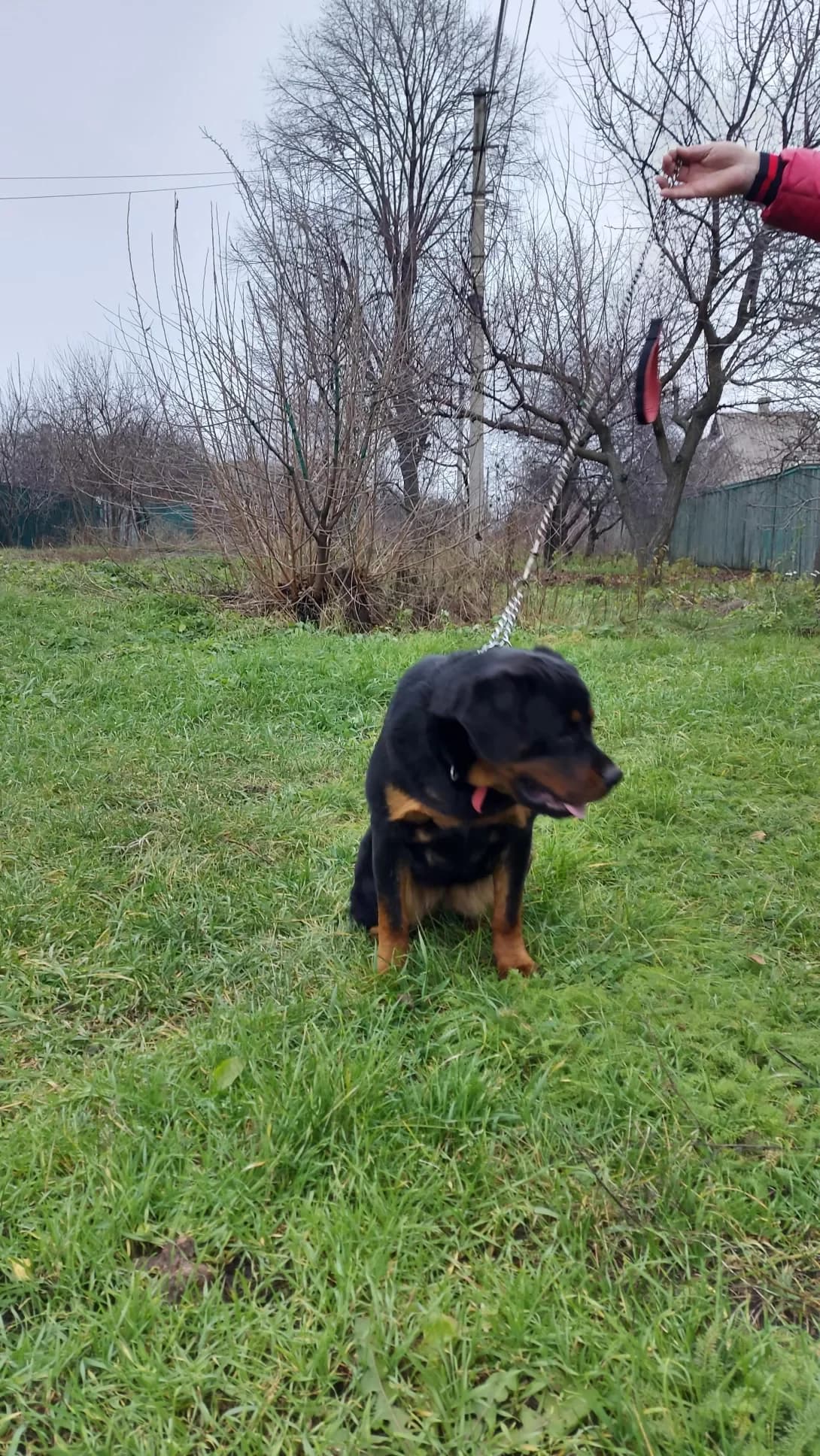 Businka (Бусінка), female 4yo Mixed Breed for adoption at Happy Paw Donetsk Oblast