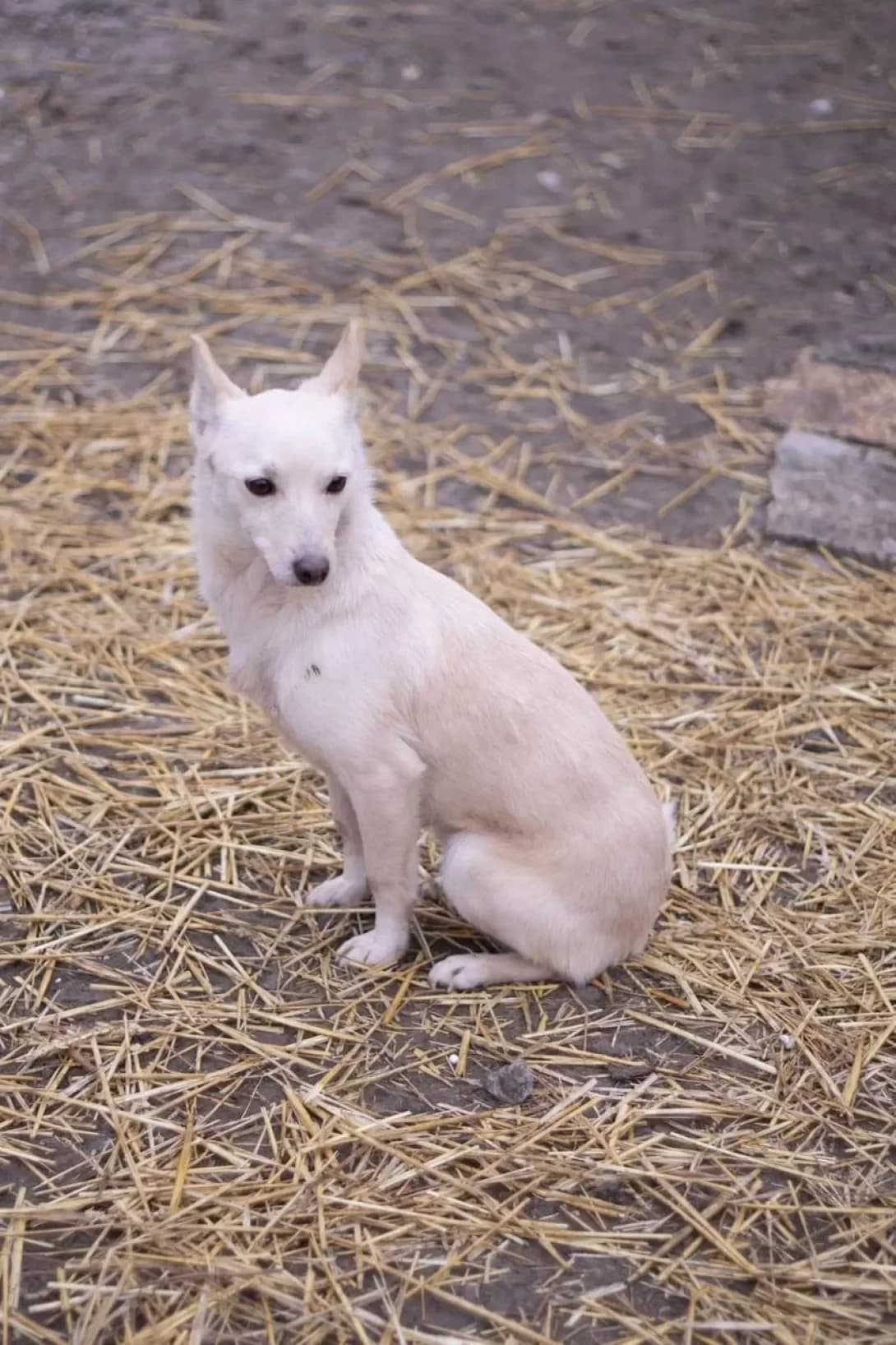 Bilochka (Білочка), Mixed Breed (Happy Paw Kirovohrad)