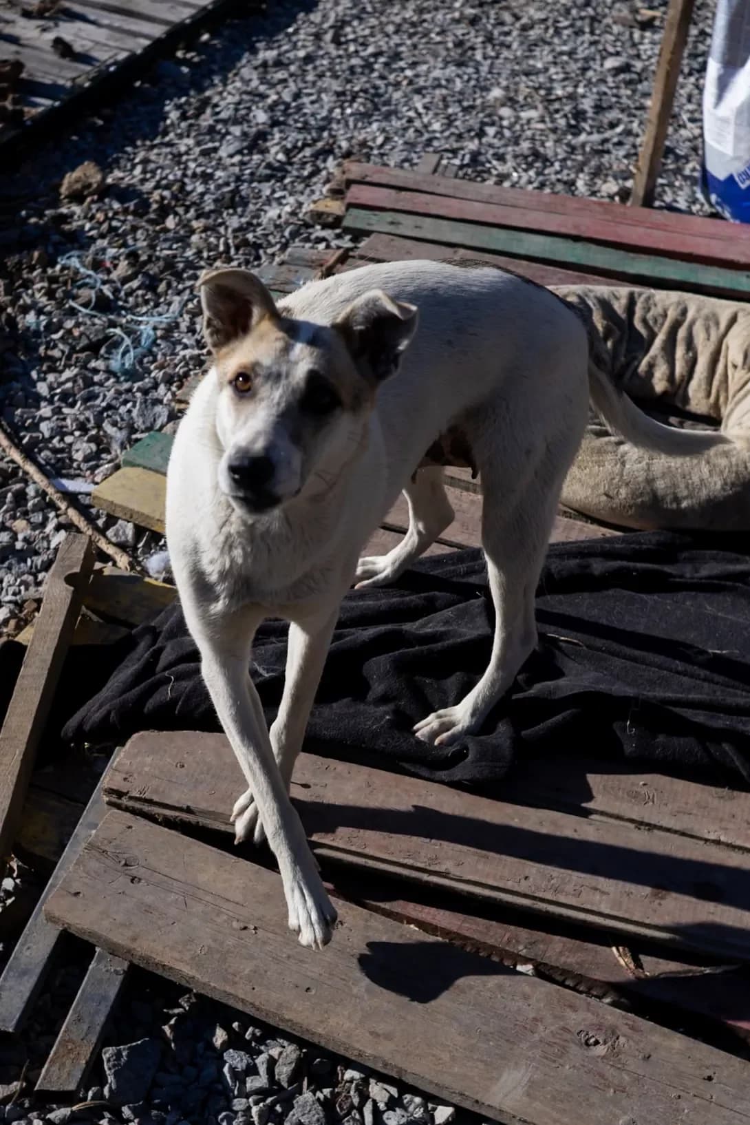 Manka (Манка), Mixed Breed (Happy Paw Kirovohrad)