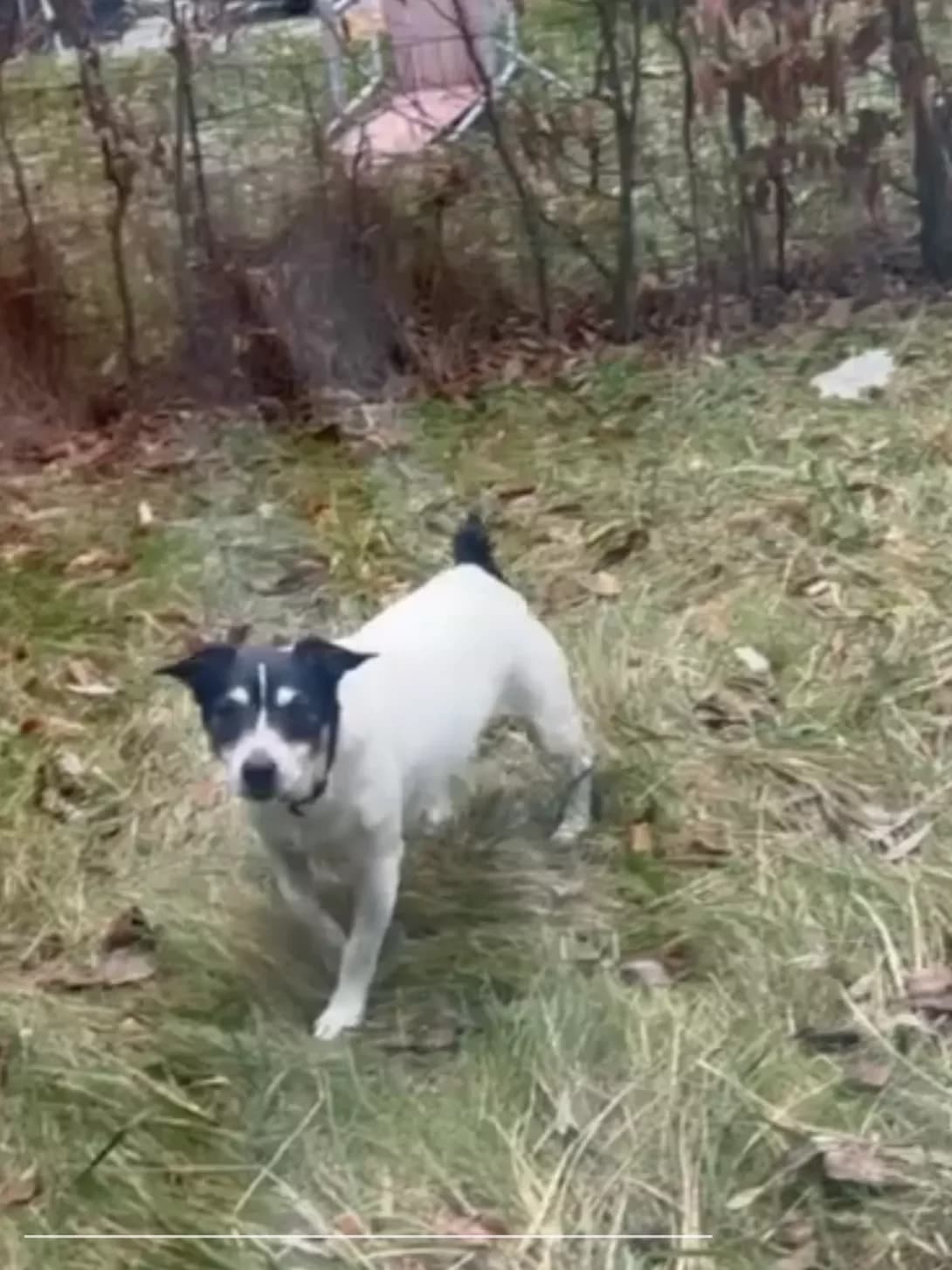 Ne znayu (Не знаю), male puppy Mixed Breed for adoption at Happy Paw Kyiv