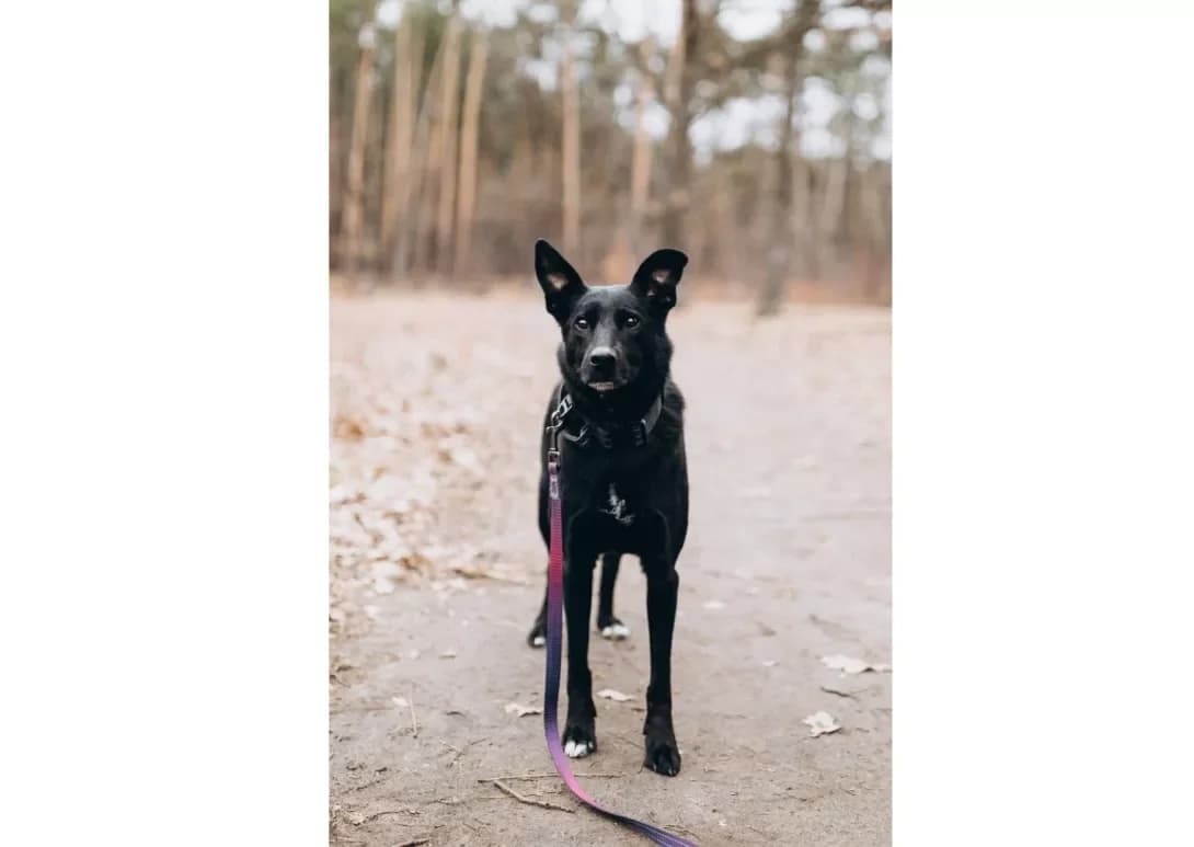 Dina (Діна), female 3yo Mixed Breed for adoption at Happy Paw Kyiv