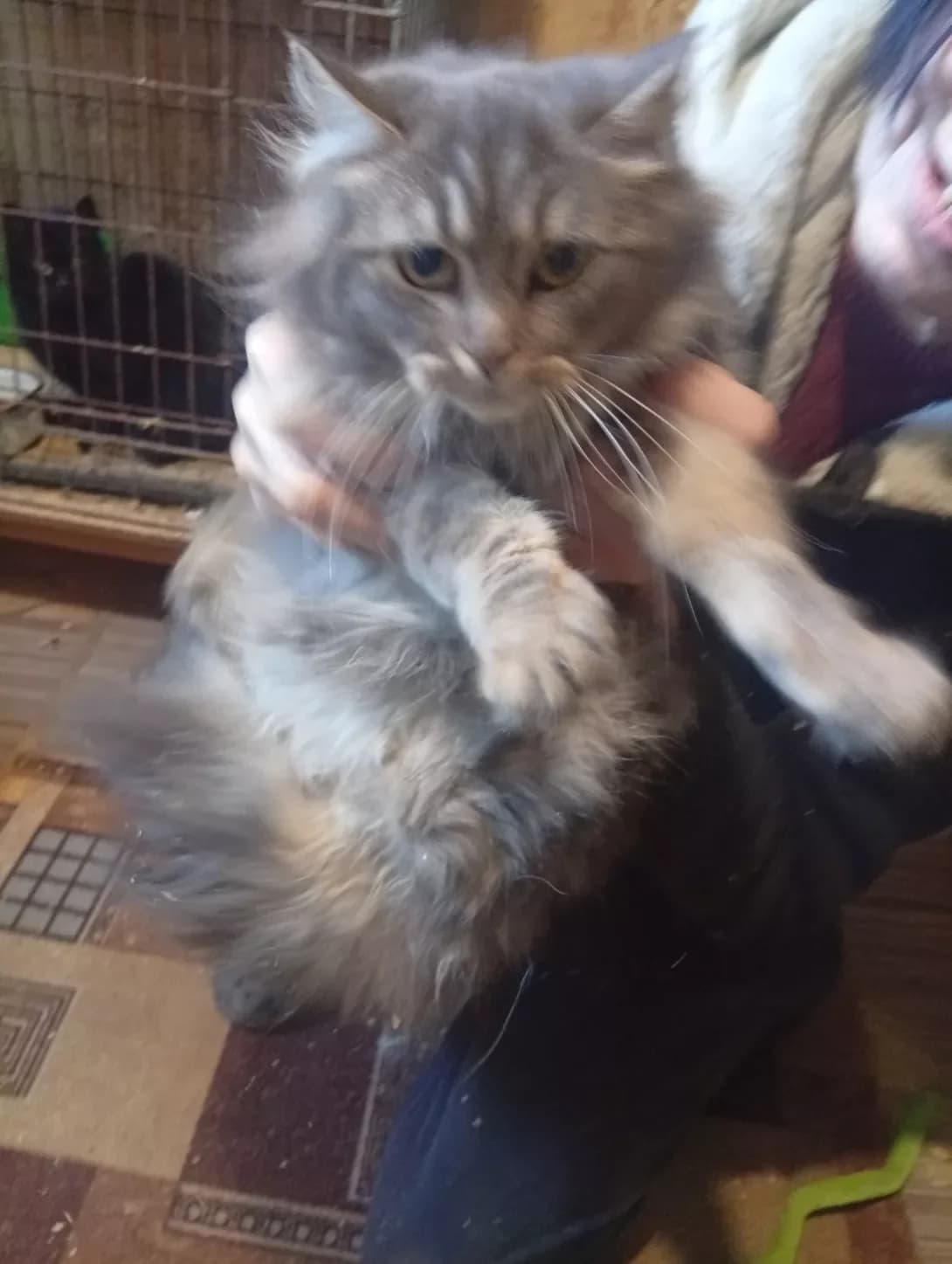 Pusha (Пуша), female Mixed Breed for adoption at Happy Paw Dnipro