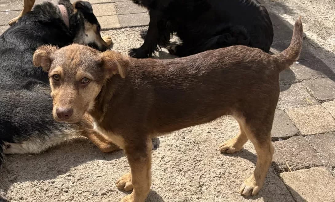 Mishka (Мішка), male puppy Mixed Breed for adoption at Happy Paw Zaporizhzhia