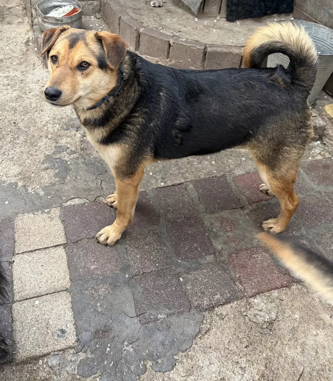 Bodya (Бодя), male young Mixed Breed for adoption at Happy Paw Zaporizhzhia