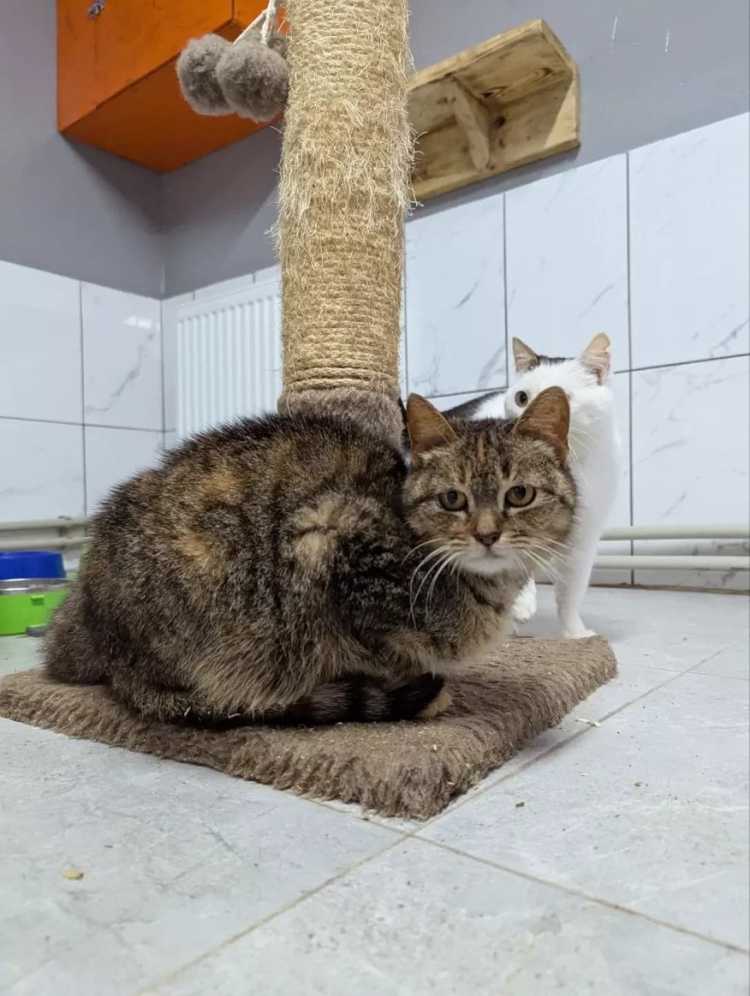 Dzheyn (Джейн), Mixed Breed (Happy Paw Kirovohrad)