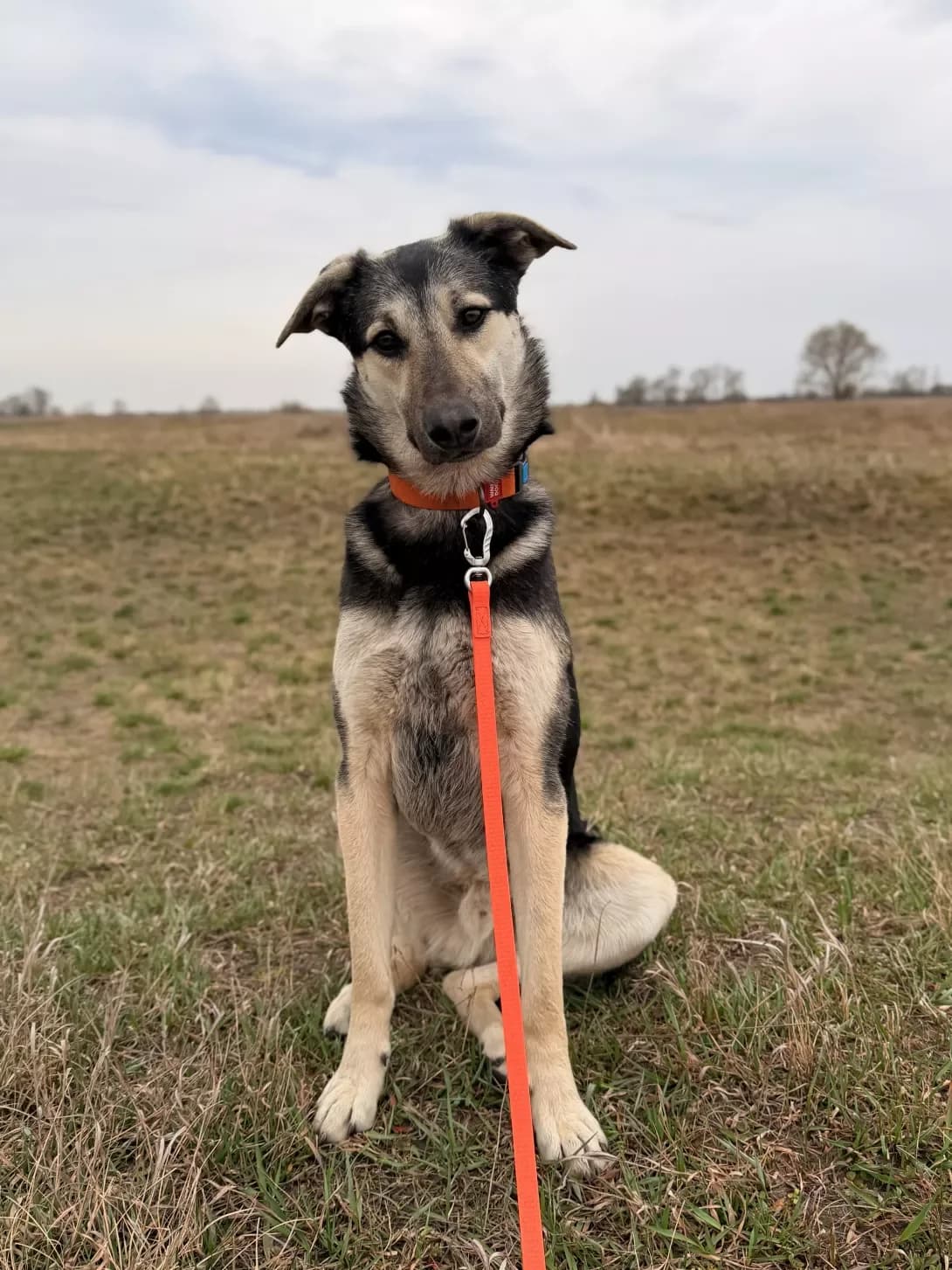 Kevin (Кевін), male young Mixed Breed for adoption at Happy Paw Kyiv