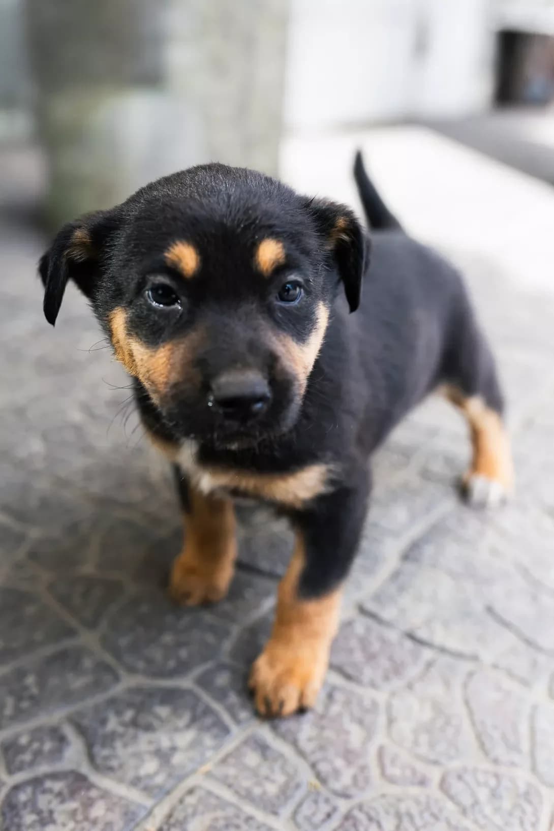 Sonya (Соня), female puppy Mixed Breed for adoption at Happy Paw Kyiv