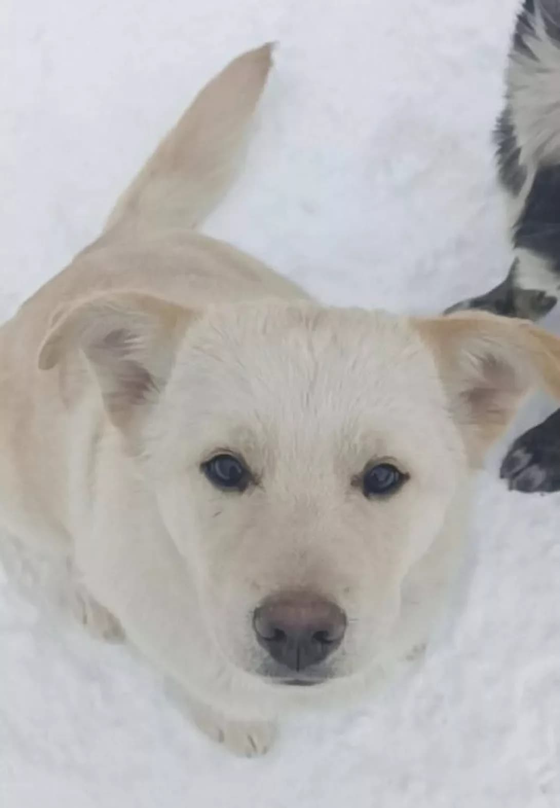 Plombir (Пломбір), male puppy Mixed Breed for adoption at Happy Paw Kyiv