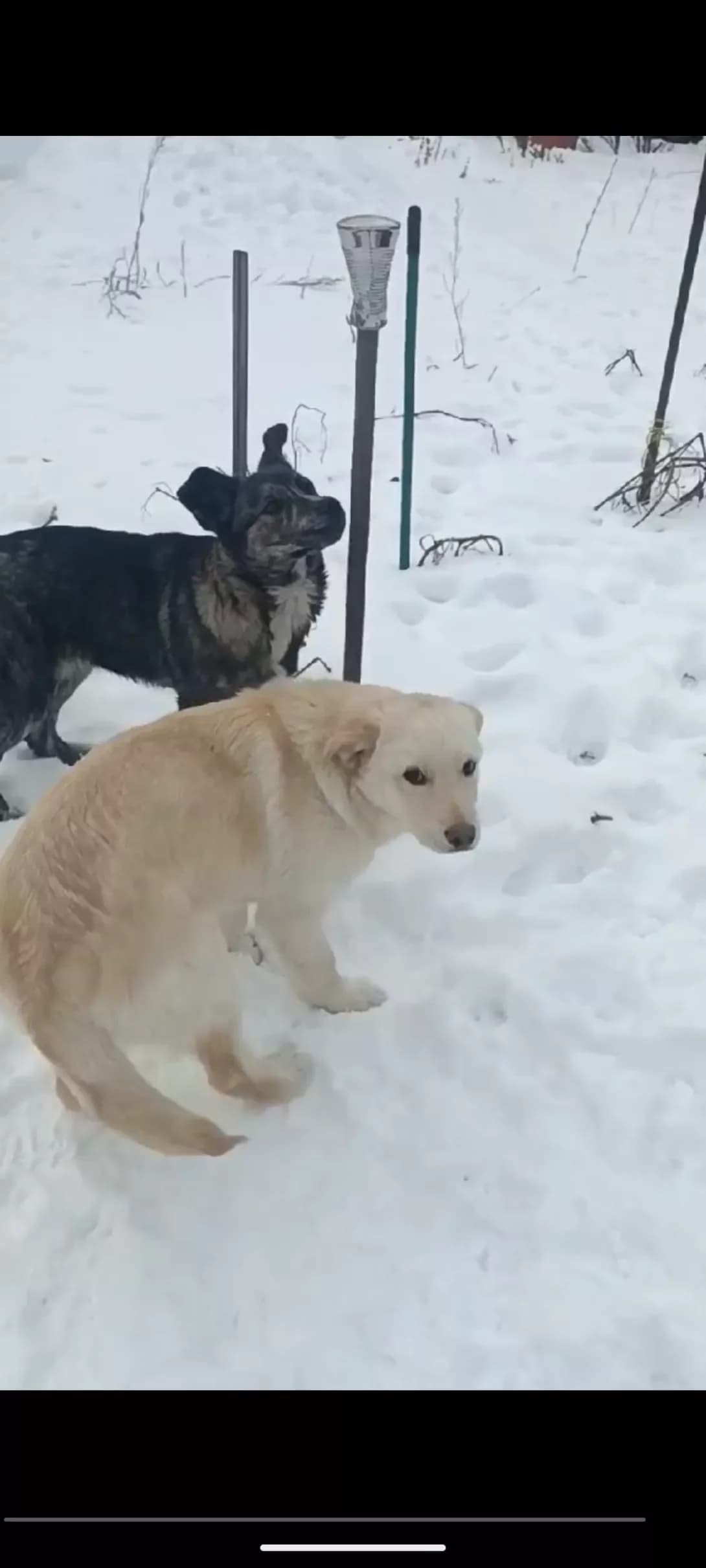 Plombir (Пломбір), male Mixed Breed for adoption at HappyPaw Ukraine, Kyiv — photo 2 of 2