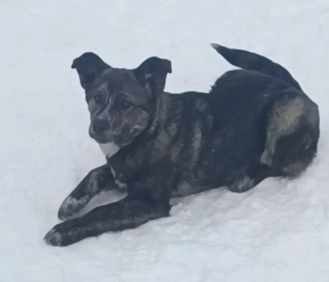 Olivka (Оливка), female puppy Mixed Breed for adoption at Happy Paw Kyiv