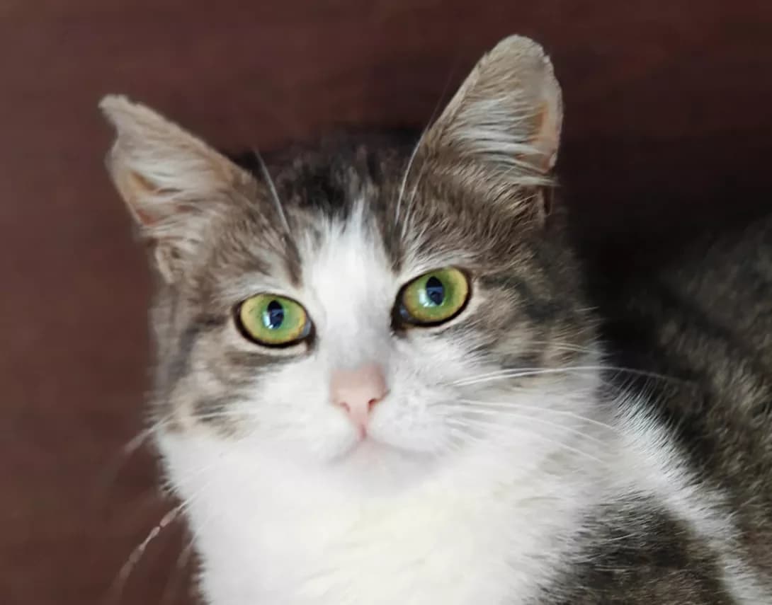 Gayechka (Гаєчка), female Mixed Breed for adoption at Ukraine