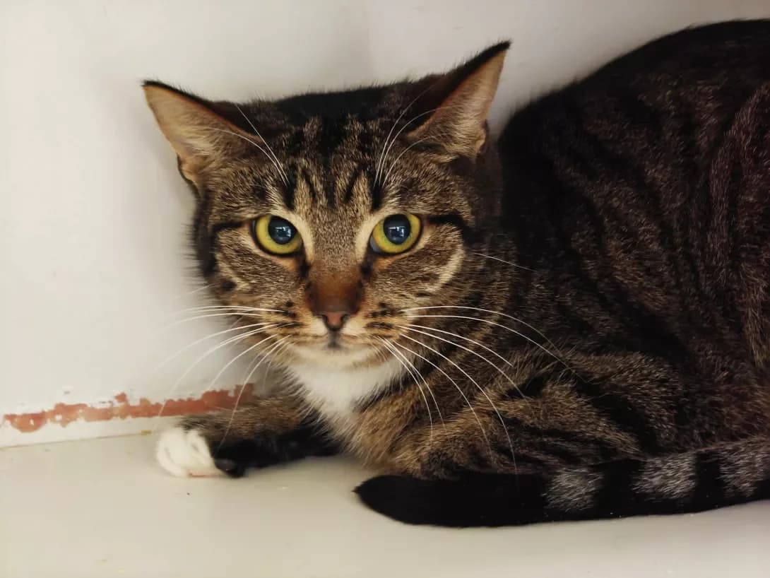 Milasha (Мілаша), female Mixed Breed for adoption at Ukraine