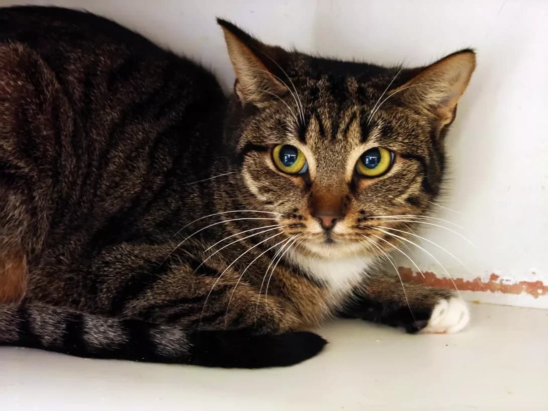 Milasha (Мілаша), female Mixed Breed for adoption at HappyPaw Ukraine, Kyiv — photo 2 of 12