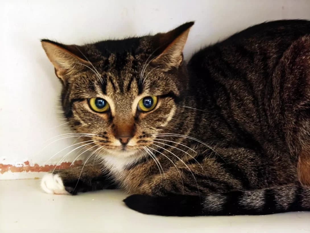 Milasha (Мілаша), female Mixed Breed for adoption at HappyPaw Ukraine, Kyiv — photo 3 of 12