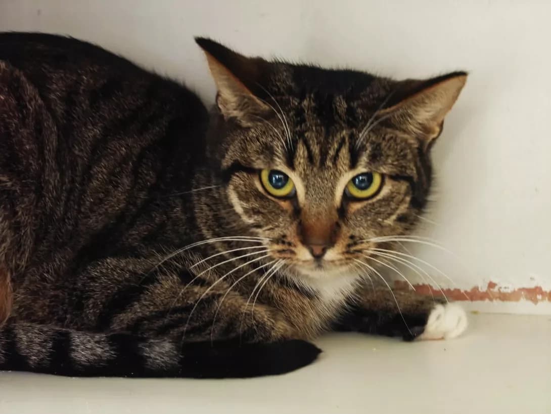 Milasha (Мілаша), female Mixed Breed for adoption at HappyPaw Ukraine, Kyiv — photo 4 of 12