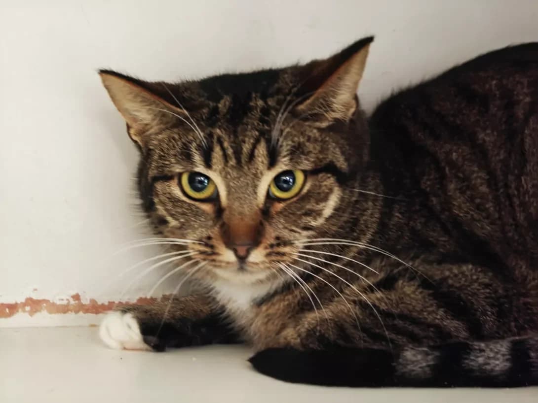 Milasha (Мілаша), female Mixed Breed for adoption at HappyPaw Ukraine, Kyiv — photo 5 of 12