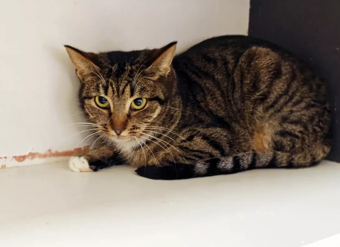 Milasha (Мілаша), female Mixed Breed for adoption at HappyPaw Ukraine, Kyiv — photo 6 of 12