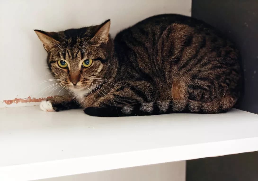 Milasha (Мілаша), female Mixed Breed for adoption at HappyPaw Ukraine, Kyiv — photo 7 of 12