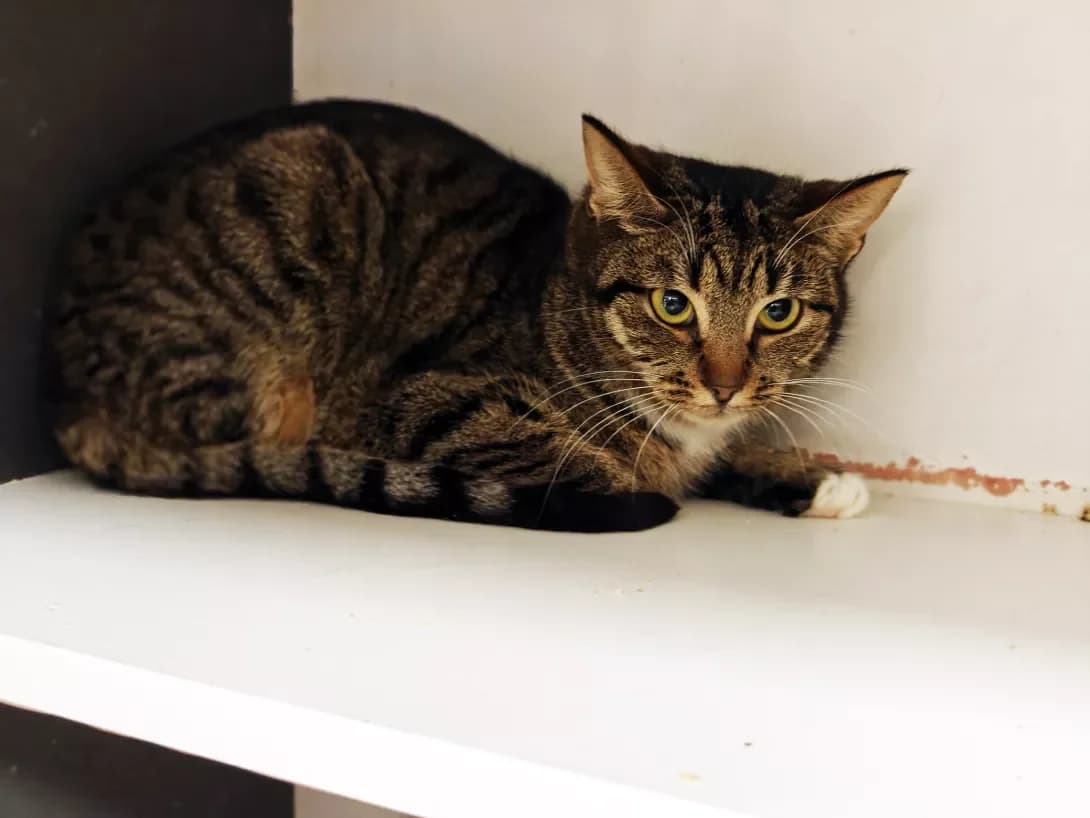 Milasha (Мілаша), female Mixed Breed for adoption at HappyPaw Ukraine, Kyiv — photo 8 of 12