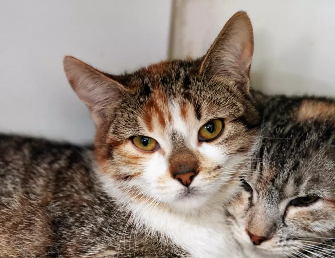 Mayusha (Маюша), female Mixed Breed for adoption at HappyPaw Ukraine, Kyiv